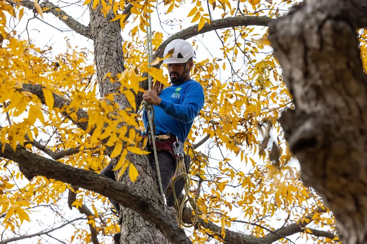 Skilled Tree Trimming crew working in Freeport